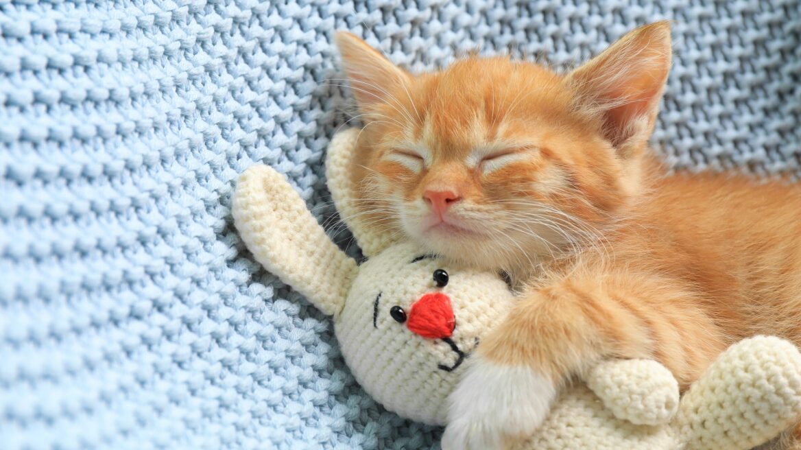 Πού και πώς πρέπει να κοιμούνται τα γατάκια την πρώτη μέρα στο νέο τους σπίτι