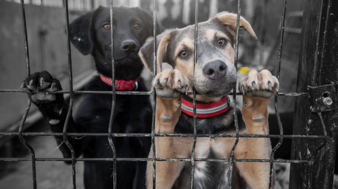 Έρευνα: Οι σκύλοι καταφυγίου που στεγάζονται με παρέα είναι πιο πιθανό να υιοθετηθούν