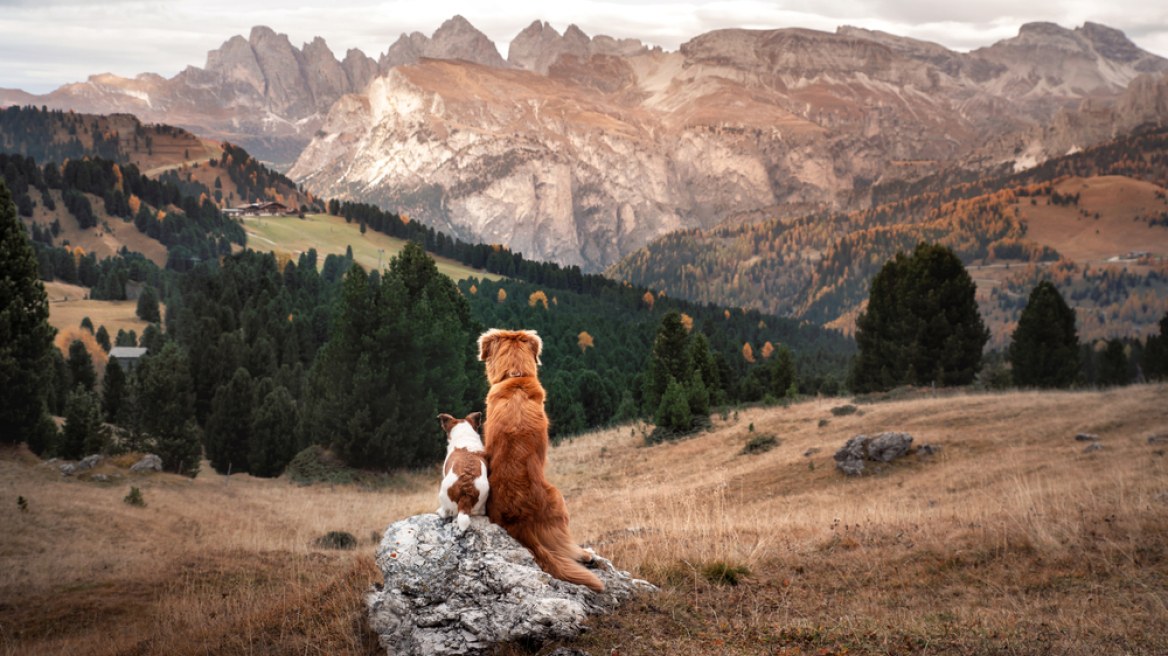 Γιατί οι μικρόσωμοι σκύλοι τείνουν να ζουν περισσότερο; Τι λένε οι έρευνες