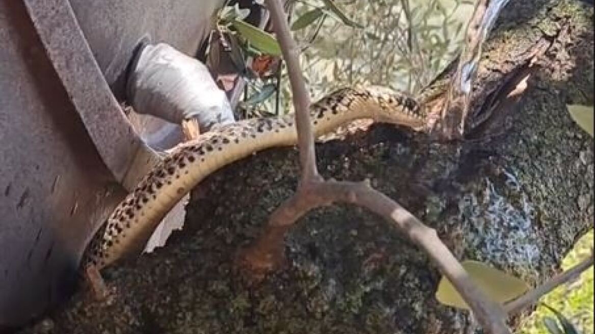 Ο ήρωας της ημέρας: Άνδρας δίνει νερό σε δεντρογαλιά για να ξεδιψάσει