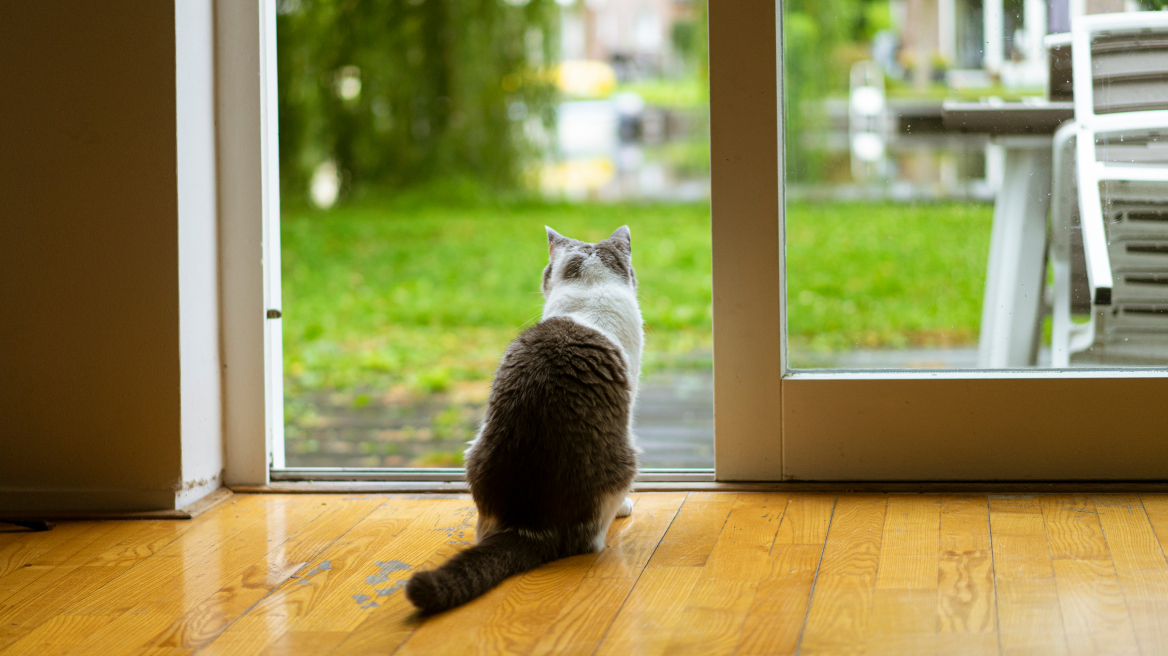 Όταν η γάτα σας έχει τάσεις φυγής