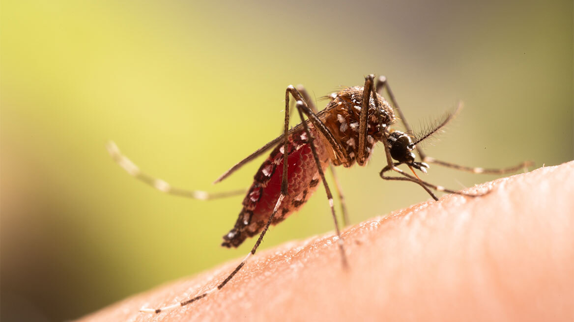 Γιατί τα κουνούπια τσιμπούν εσάς και όχι τους άλλους