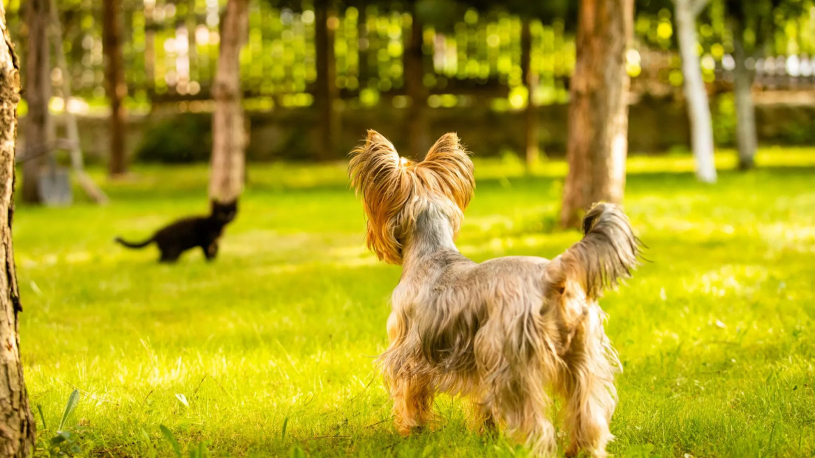 Οι 3 λόγοι που οι σκύλοι τρελαίνονται να κυνηγούν γάτες