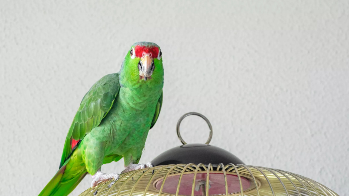 Καλοκαίρι και κατοικίδια πτηνά: Συμβουλές για σωστή φροντίδα