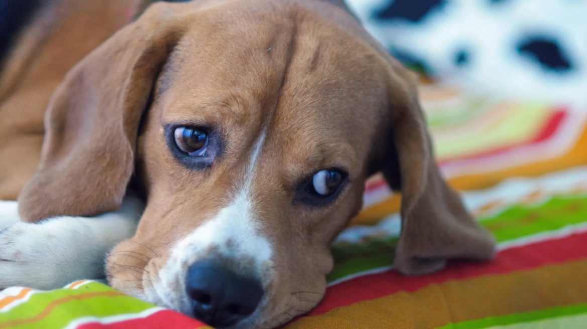 8 συμβουλές για να ηρεμήσετε ένα κουτάβι που κλαίει