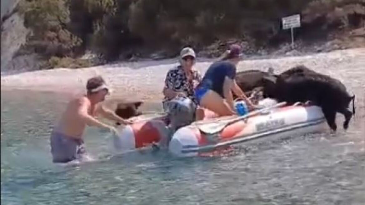 Γουρουνάκια στο νησί Άτοκος ανεβαίνουν σε φουσκωτό σκάφος για να φάνε