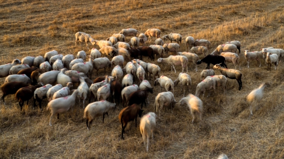 Αχαΐα: Περιοριστικά μέτρα  για την αποφυγή εξάπλωσης της πανώλης των μικρών μηρυκαστικών