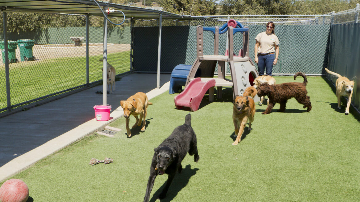 Τι είναι ο βήχας του κυνοκομείου – Πότε πρέπει να εμβολιάσετε τον σκύλο σας