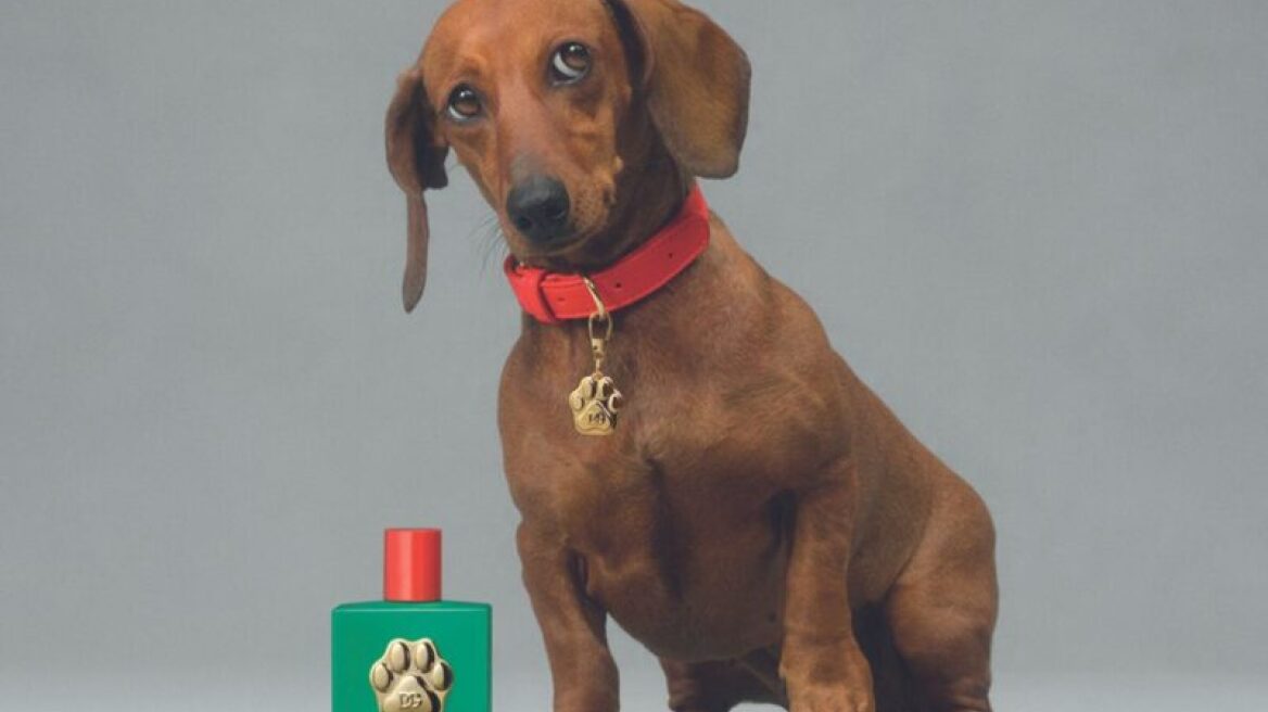 Οι Dolce&Gabbana δημιούργησαν το πρώτο τους άρωμα αφιερωμένο στους σκύλους