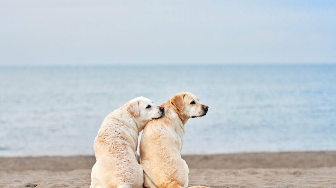 Οι διαφορές μεταξύ αρσενικών και θηλυκών σκύλων