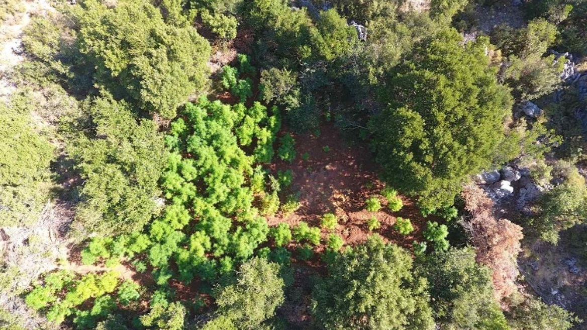 Eλικόπτερο της ΕΛΑΣ εντόπισε τέσσερις φυτείες με 541 χασισόδεντρα στη Μεσσηνία