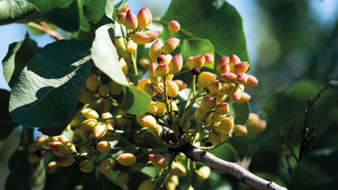 Η ιστορία του φιστικιού: ο καρπός που έσωσε την ανθρωπότητα