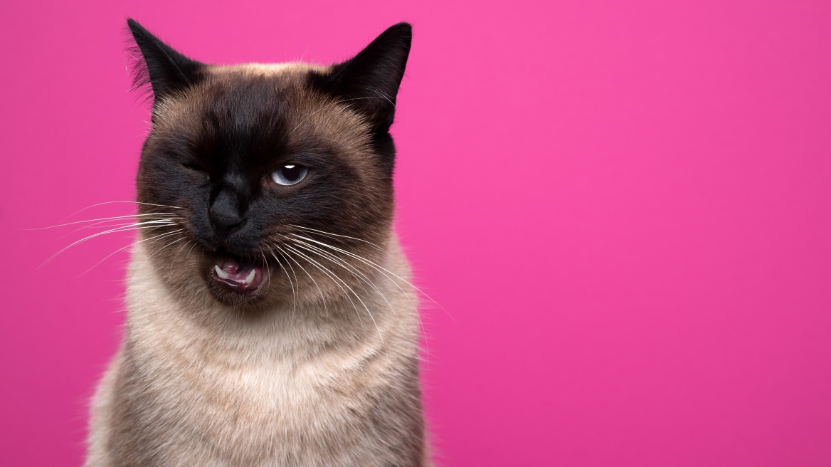 Παγκόσμια Ημέρα Γάτας – Αξιοπερίεργες αλήθειες που ίσως δεν γνωρίζατε για τα αγαπημένα αιλουροειδή