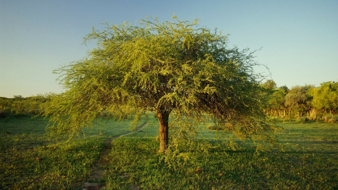 5 φυτά που αντιστέκονται στη φωτιά