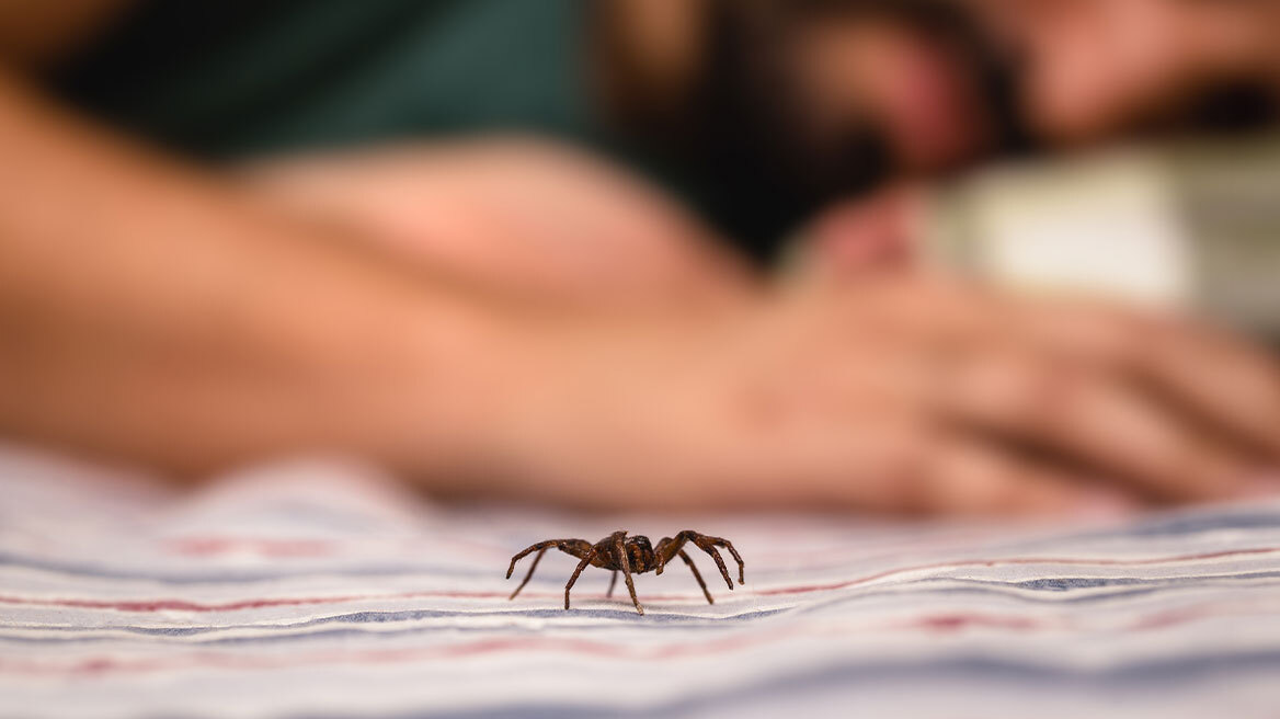 Αράχνη «μαύρη χήρα» τσίμπησε 65χρονη στο Αγρίνιο