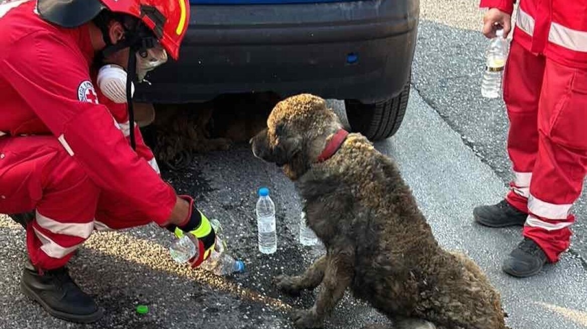 Οι πιο συγκινητικές στιγμές διάσωσης ζώων στις φωτιές που πλήττουν την Αττική