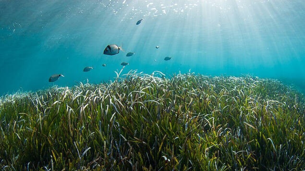Μεσόγειος: Έσπασε κάθε ρεκόρ η θερμοκρασία των υδάτων τον Δεκαπενταύγουστο - Ποιες οι συνέπειες 