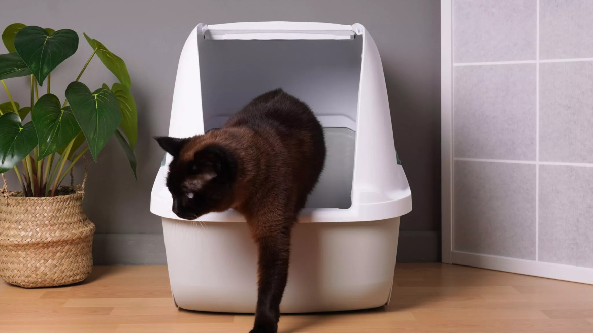 Πώς να μην μυρίζει η άμμος της γάτας σας – 6 χρήσιμες συμβουλές