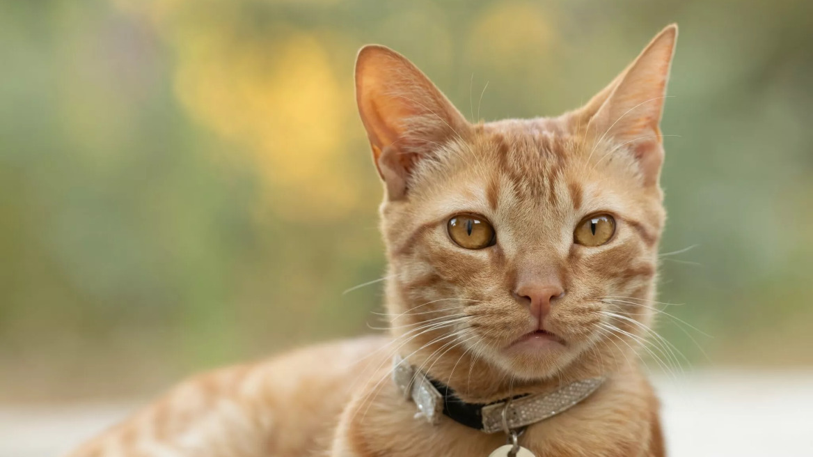 Γιατί κάποιοι δεν στειρώνουν τις αρσενικές γάτες