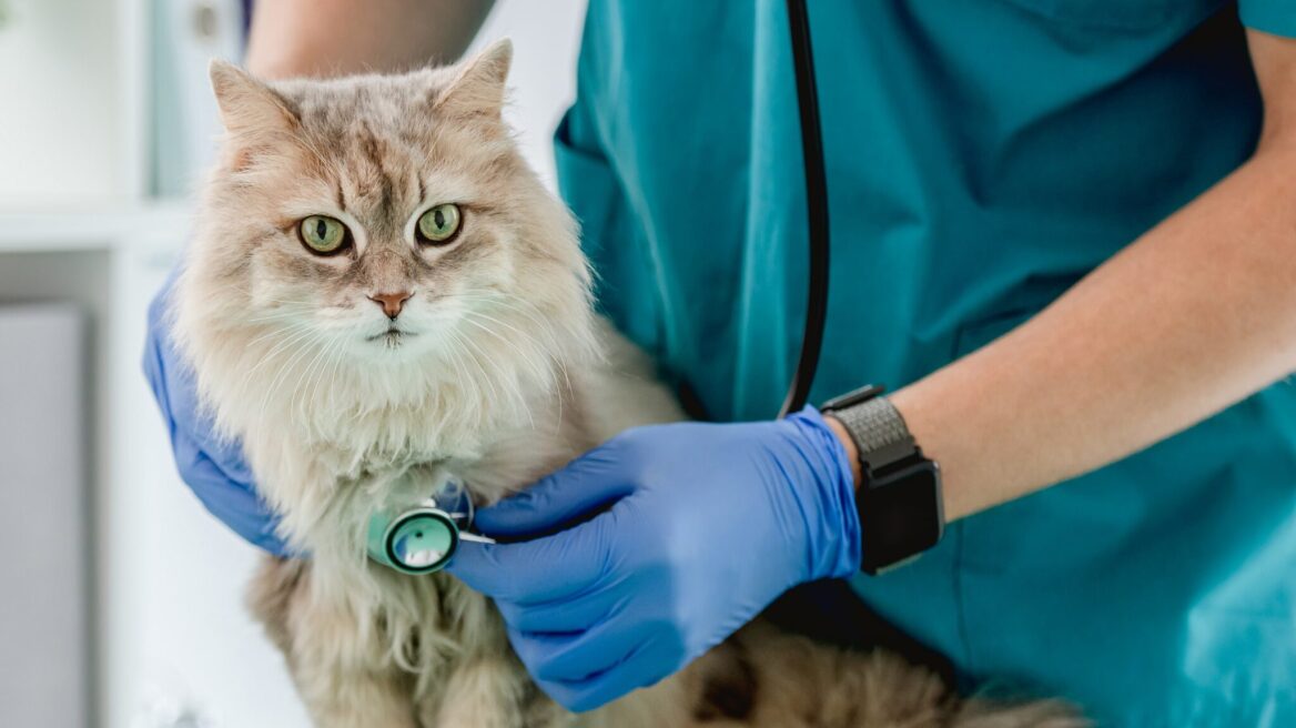 Τι θα συμβεί αν βραχνιάσει η γάτα σας