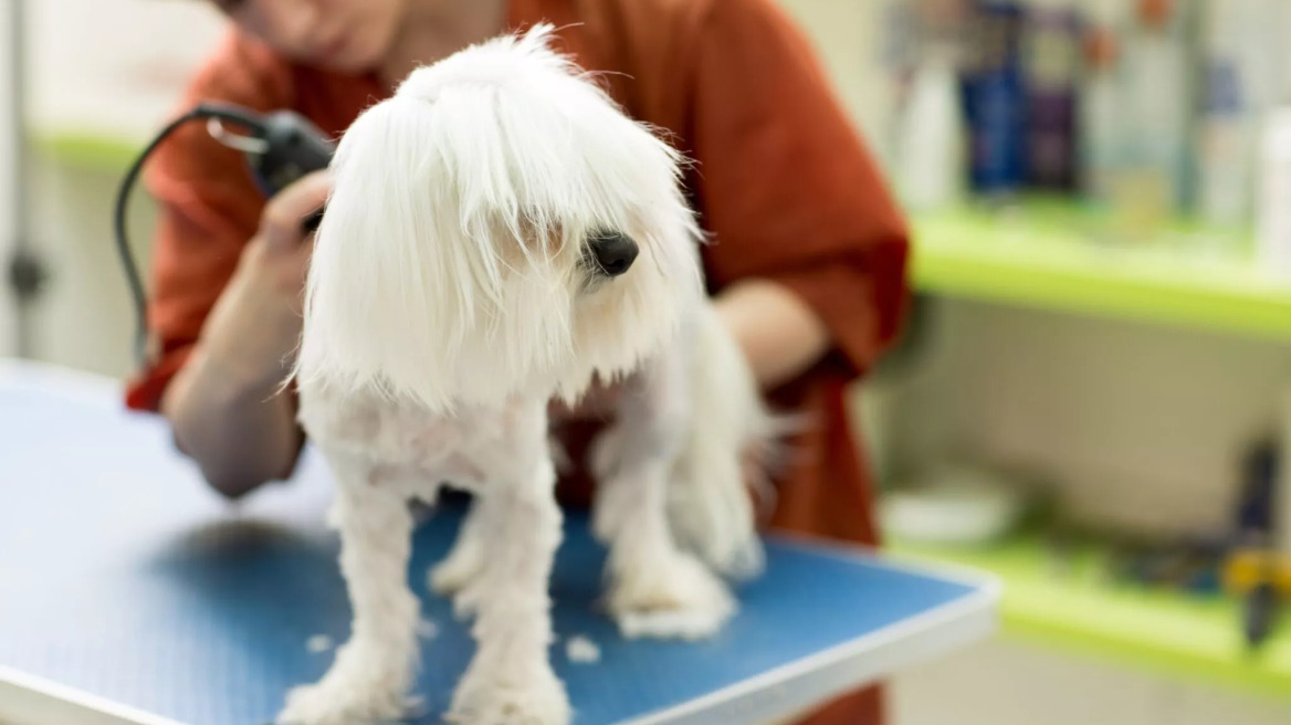 Γιατί δεν πρέπει να ξυρίζετε τον σκύλο σας