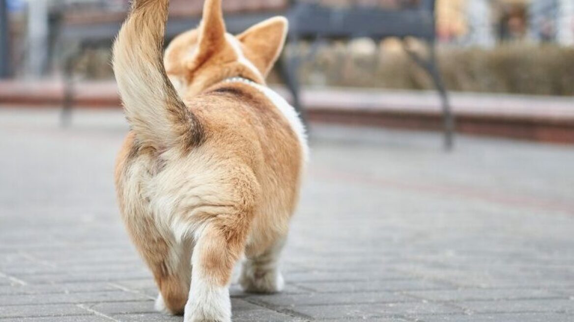 Αυτές οι 14 αξιολάτρευτες φυλές σκύλων είναι γνωστές για τα κοντά πόδια τους