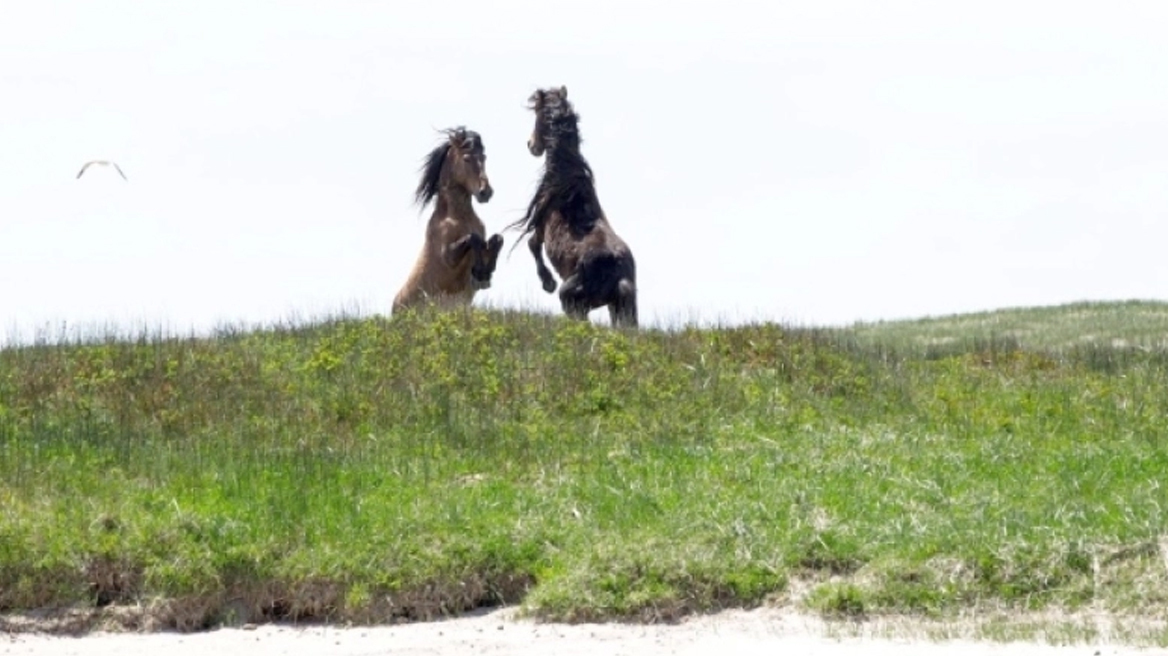 Το νησί που κατοικείται από 450 αλόγα