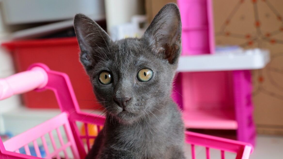 8 πράγματα που θα θέλατε να μάθετε για τις μοναδικές γάτες Κόρατ