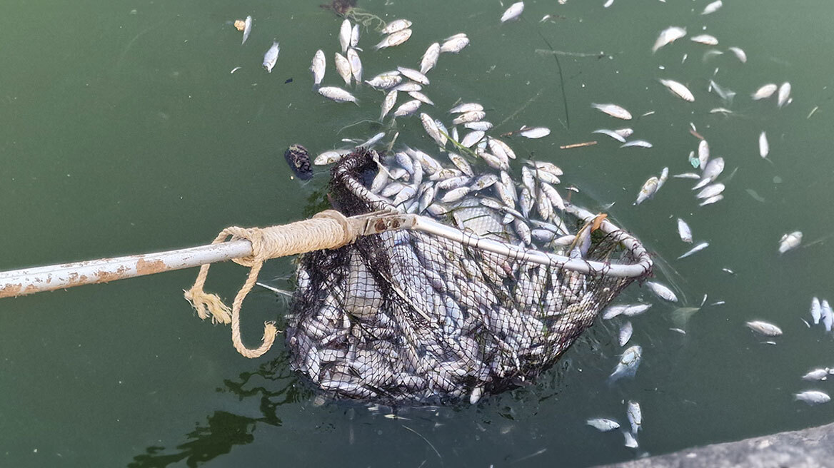 Με την απόχη μαζεύουν τα νεκρά ψάρια από το λιμάνι του Βόλου - Δείτε βίντεο και φωτογραφίες