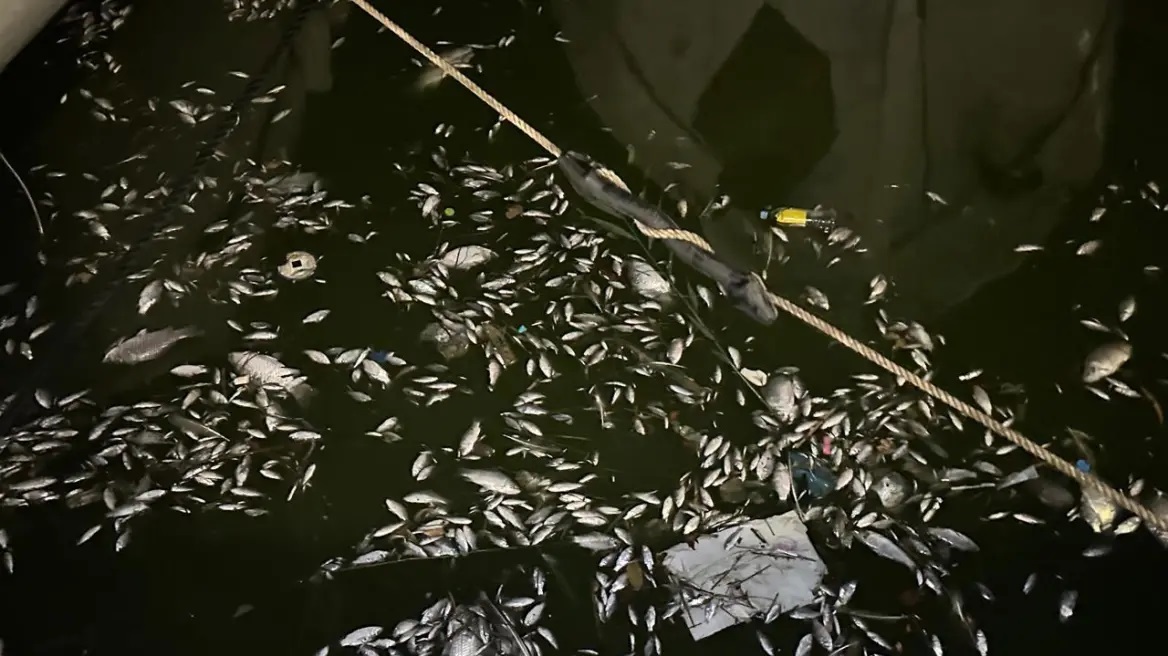 Τσιάρας για τα νεκρά ψάρια στον Παγασητικό: Η εικόνα μας σοκάρει και μας δημιουργεί μεγάλη ανησυχία