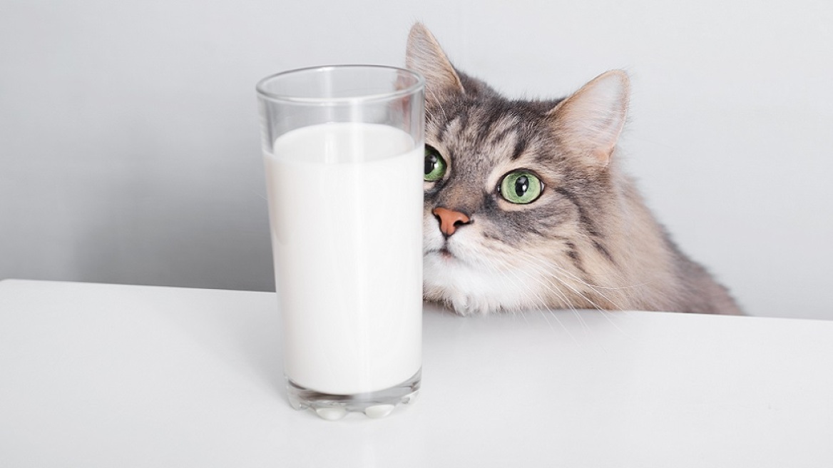 Kι όμως, αυτές οι τροφές είναι βλαβερές για τα κατοικίδιά μας