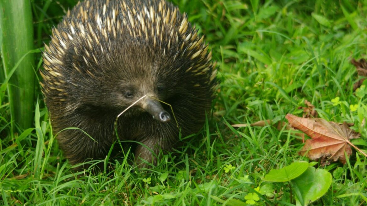 Αυτά τα θηλαστικά ανατρέπουν όλους τους νόμους της φύσης γεννώντας αυγά