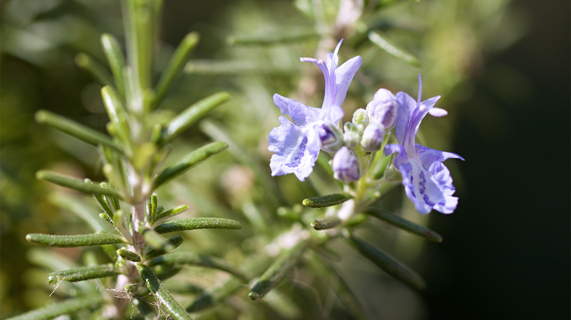 Τα φυτά που θα σας προστατέψουν από τα κουνούπια