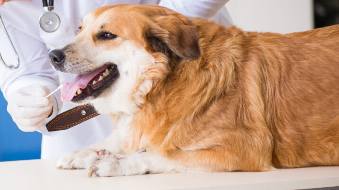 Είναι έγκυρα τα τεστ DNA για σκύλους; Οι προβληματισμοί που εκφράζουν οι επιστήμονες