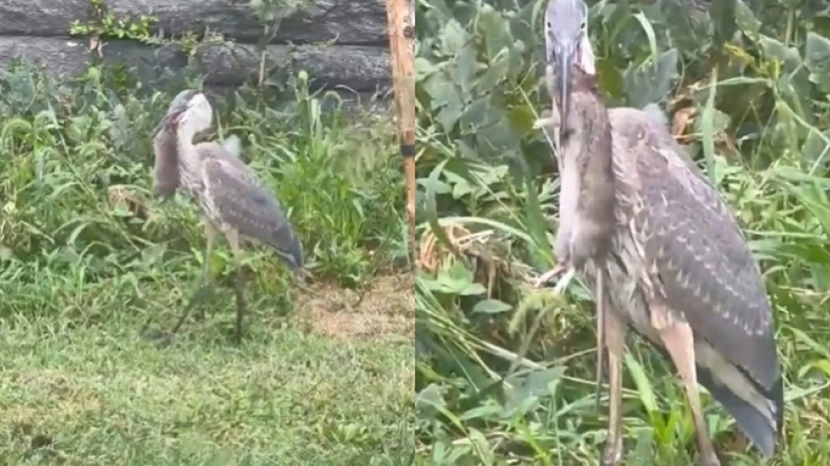 Ερωδιός καταβρόχθισε τεράστιο αρουραίο στο Σέντραλ Παρκ: «Πίστευα ότι έβλεπα ντοκιμαντέρ του National Geographic» (vid)