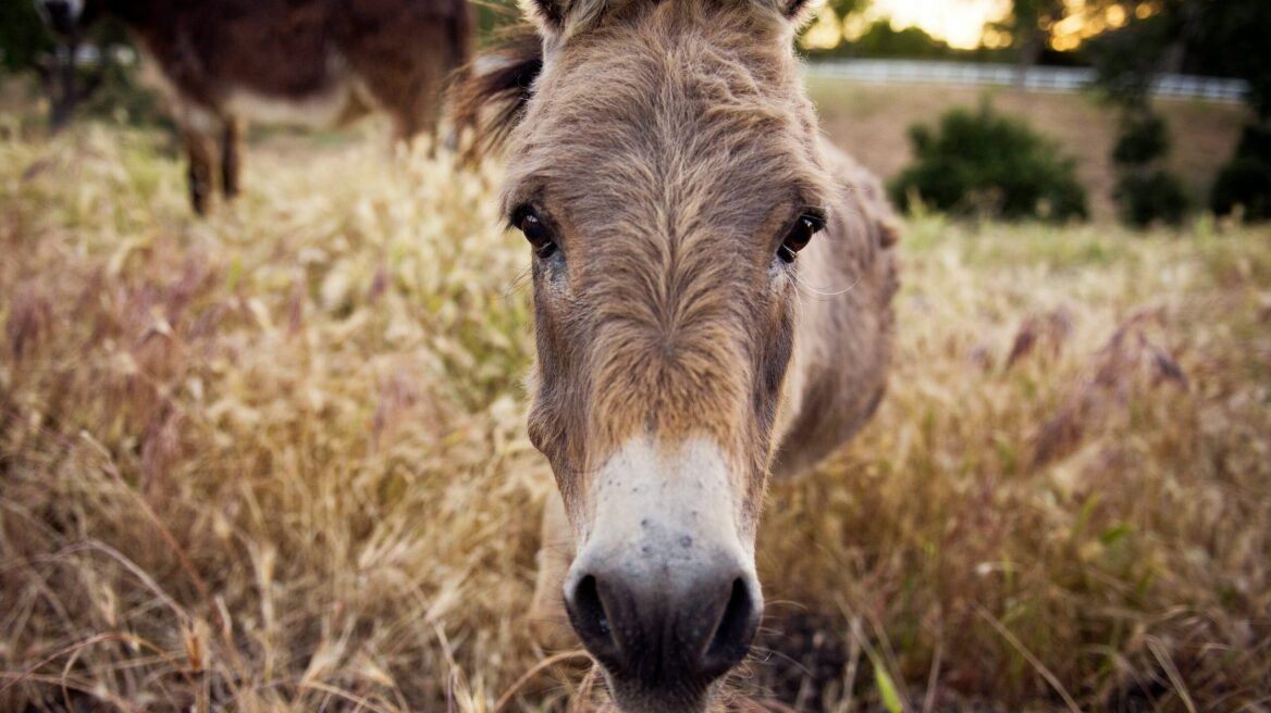 Πώς να ξεχωρίσετε ένα μουλάρι από έναν γάιδαρο