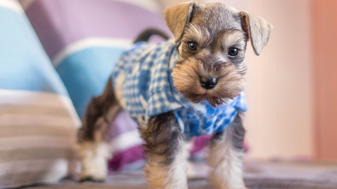 Ποια είναι τα σημαντικά πράγματα που πρέπει να γνωρίζετε πριν υιοθετήσετε ένα μικρόσωμο σκύλο