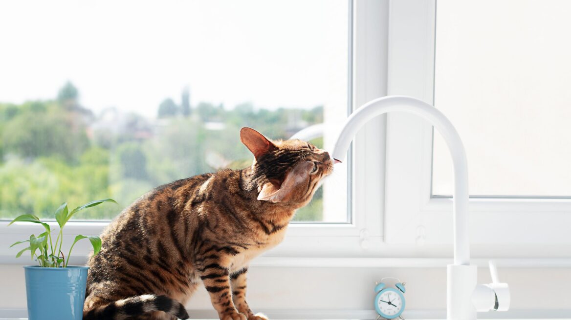 Γιατί στις γάτες αρέσει να πίνουν νερό από τη βρύση του νεροχύτη