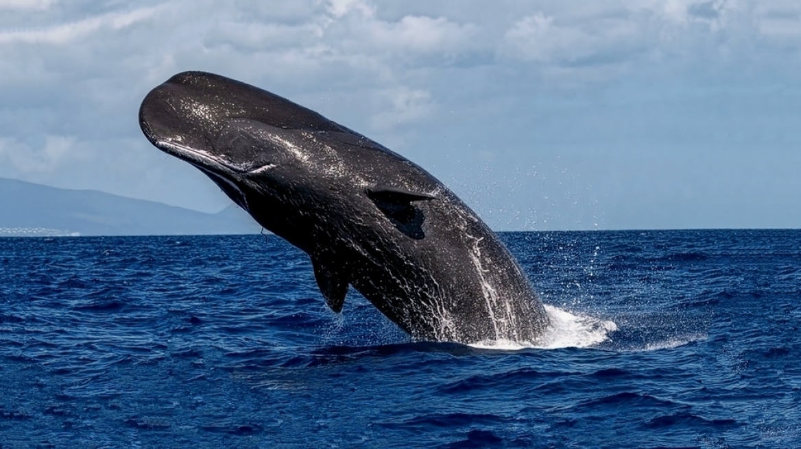 Φυσητήρες: τα γιγάντια θηλαστικά που δεν γνωρίζουμε ότι ζουν στις Ελληνικές θάλασσες