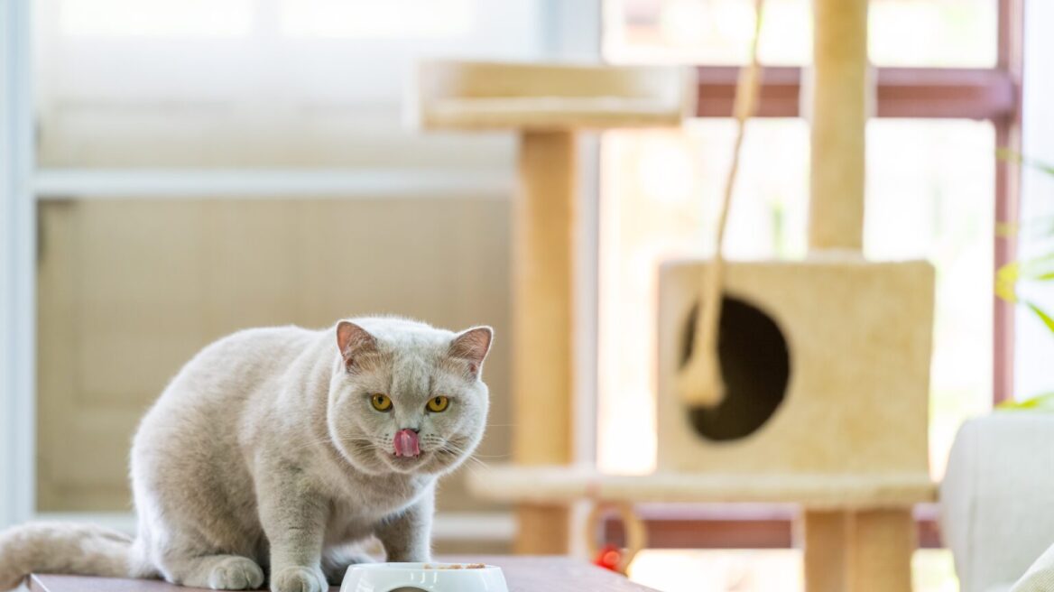 Γάτα με ευαίσθητο στομάχι; Ποιες τροφές μπορείτε να της δώσετε και ποιες πρέπει να αποφύγετε