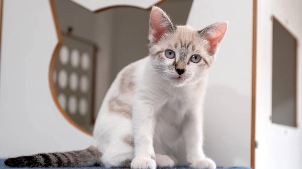 Αυτές οι φυλές γάτας έχουν το μεγαλύτερο προσδόκιμο ζωής