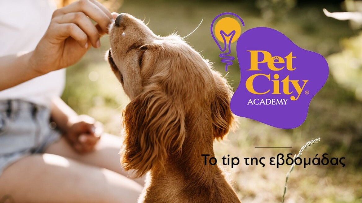 Εκπαίδευση σκύλου: Τα 7 σημαντικά βήματα που πρέπει να ακολουθήσετε