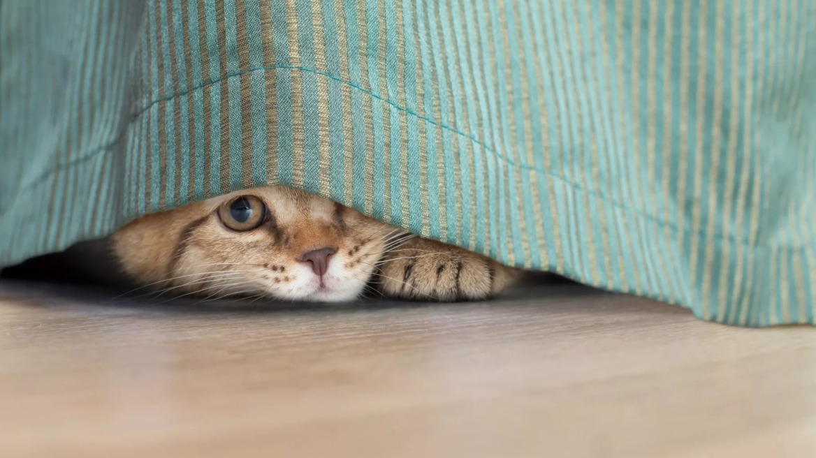 Υιοθετήσατε ένα γατάκι και είναι συνέχεια κρυμμένο; Τι μπορεί να συμβαίνει και πώς θα το βοηθήσετε