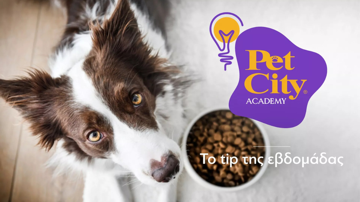 Πώς να επιλέξετε την πιο ολοκληρωμένη τροφή για το κατοικίδιό σας