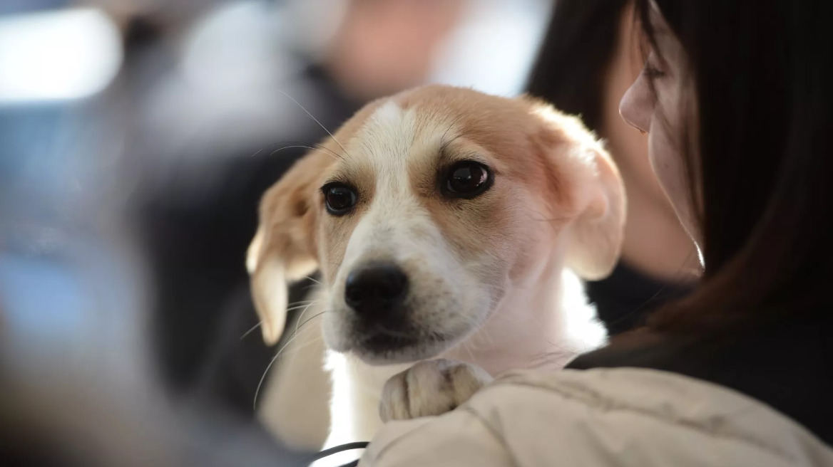 18η Ημέρα Υιοθεσίας Pet City στη Γλυφάδα – Μια πράξη αγάπης για τα αδέσποτα