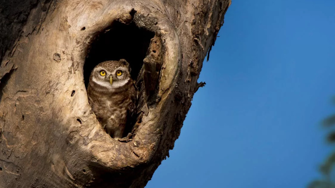 9 πράγματα που δεν γνωρίζατε για τις κουκουβάγιες