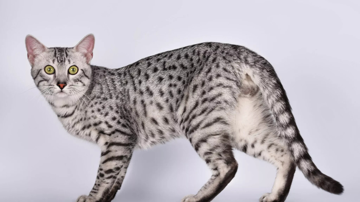 Αιγυπτιακές Γάτες Μάου: 6 ενδιαφέρουσες πληροφορίες για αυτά τα εντυπωσιακά αιλουροειδή