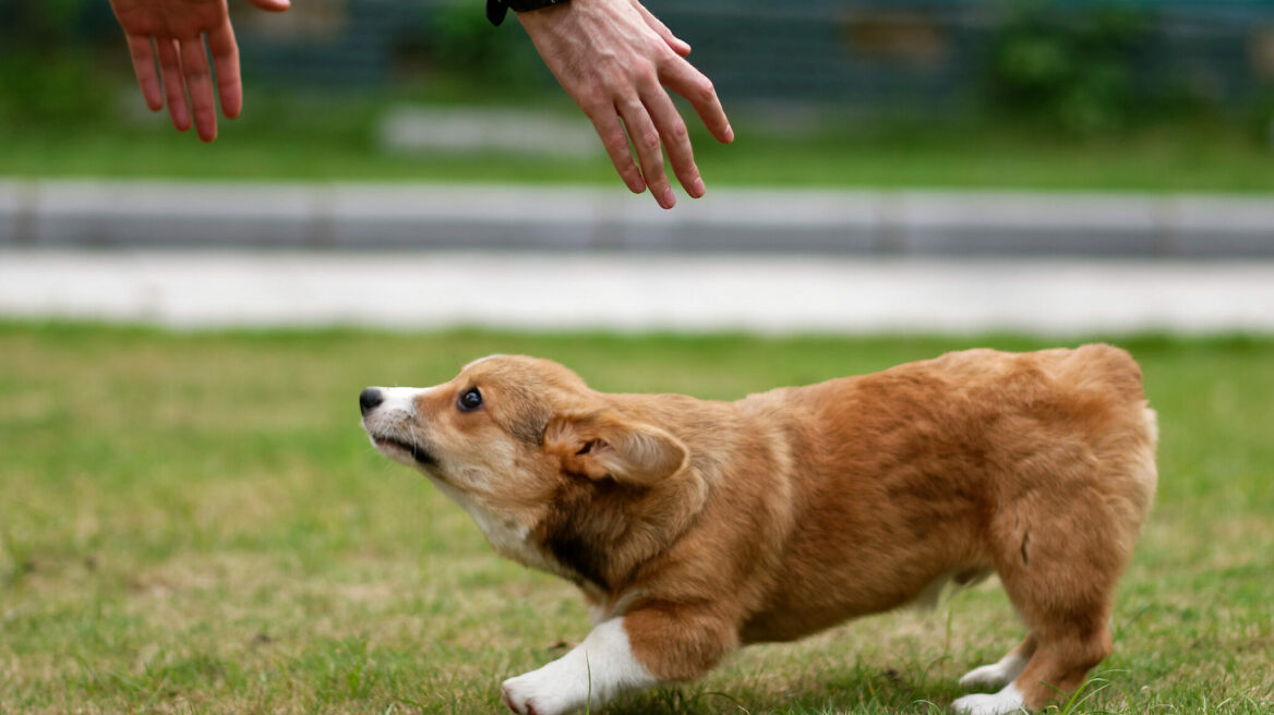 Μήπως ο σκύλος σας δεν σας συμπαθεί αρκετά; Πώς θα το καταλάβετε