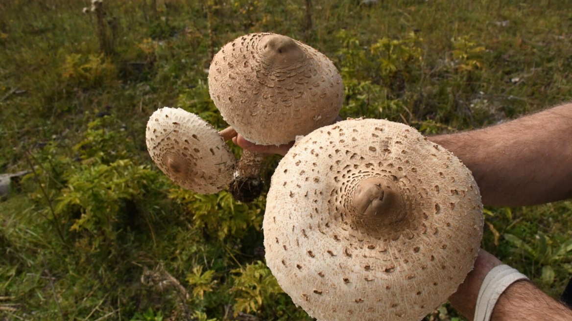Στο παρθένο δάσος της Ελατιάς για κυνήγι άγριων μανιταριών