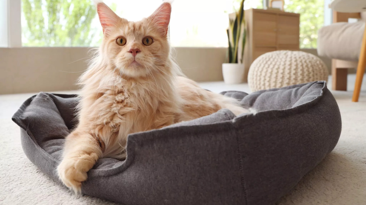 Τα τοπ προϊόντα ύπνου για τον σκύλο και τη γάτα σας